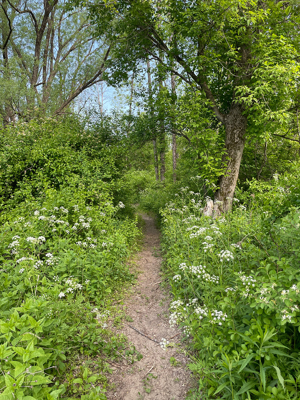 Blodgett Park - Friends of the Kayaderosseras